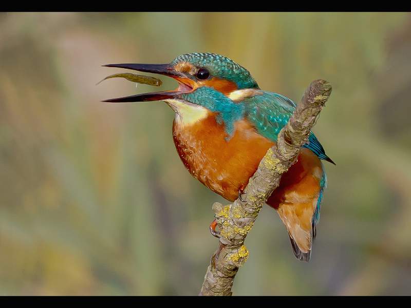 Mallet Cup (Natural History) - Kingfisher Tossing Stickleback by Charles Whitfield-King.jpg - Mallet Cup (Natural History) - Kingfisher Tossing Stickleback by Charles Whitfield-King